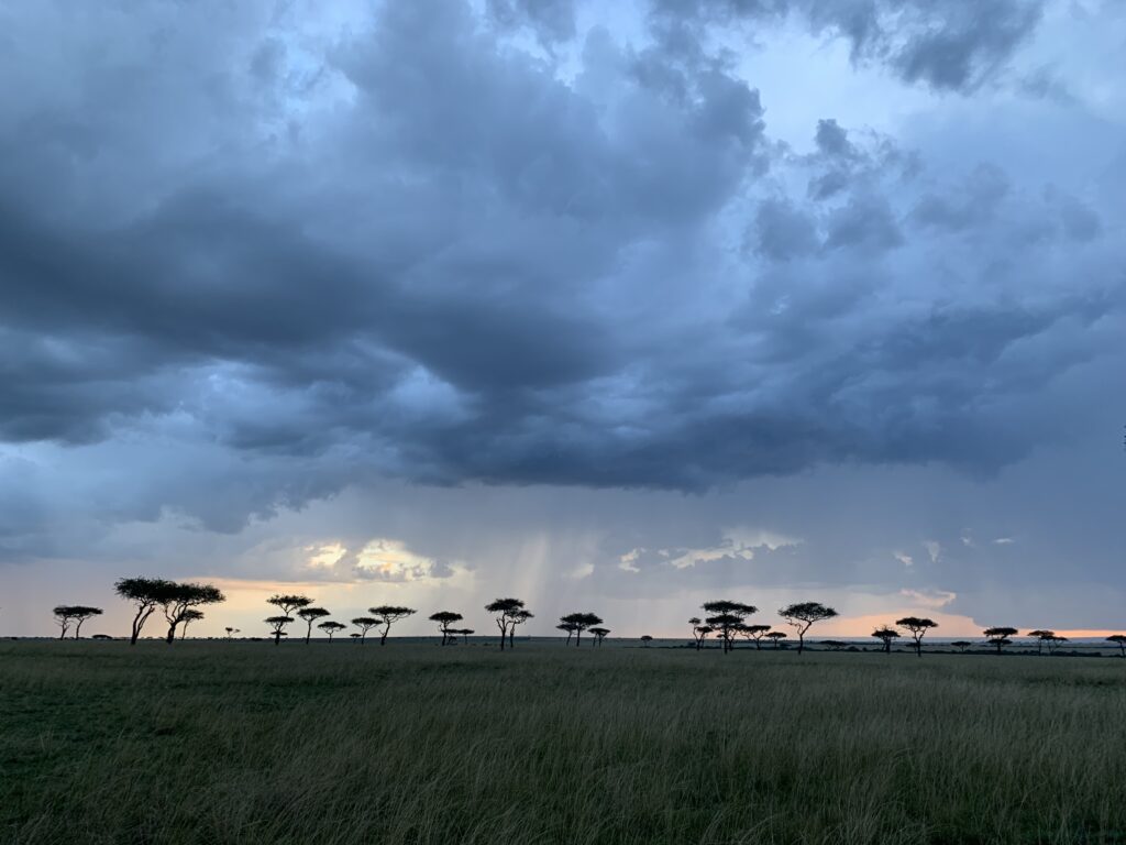 Clouds over balanites trees (Maasai Mara)