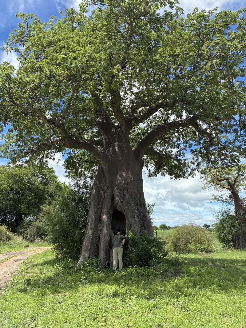 Sven Ringling in front of a baobab tree