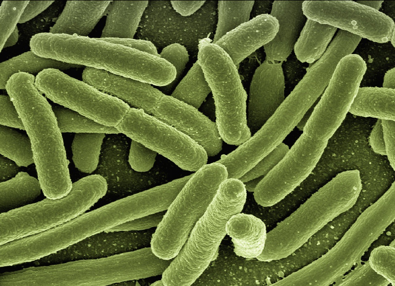 Bacterial cultures under the microscope