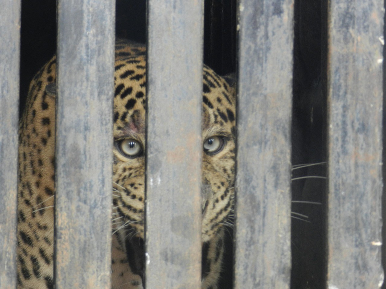 A leopard behind bars