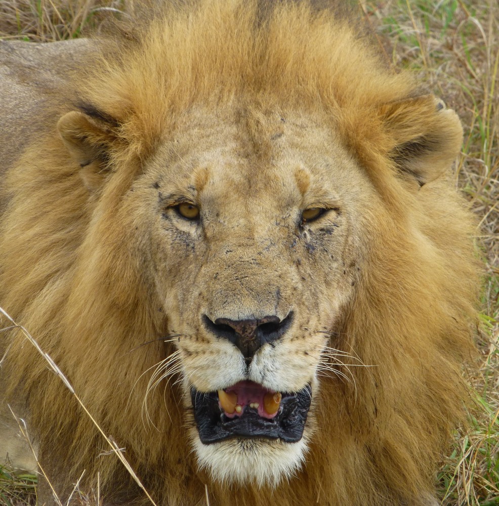 A close-up of lions