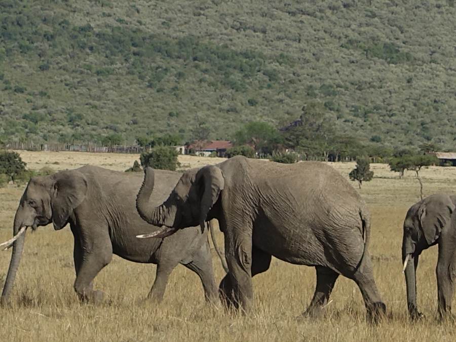 A herd of elephants on the savannah