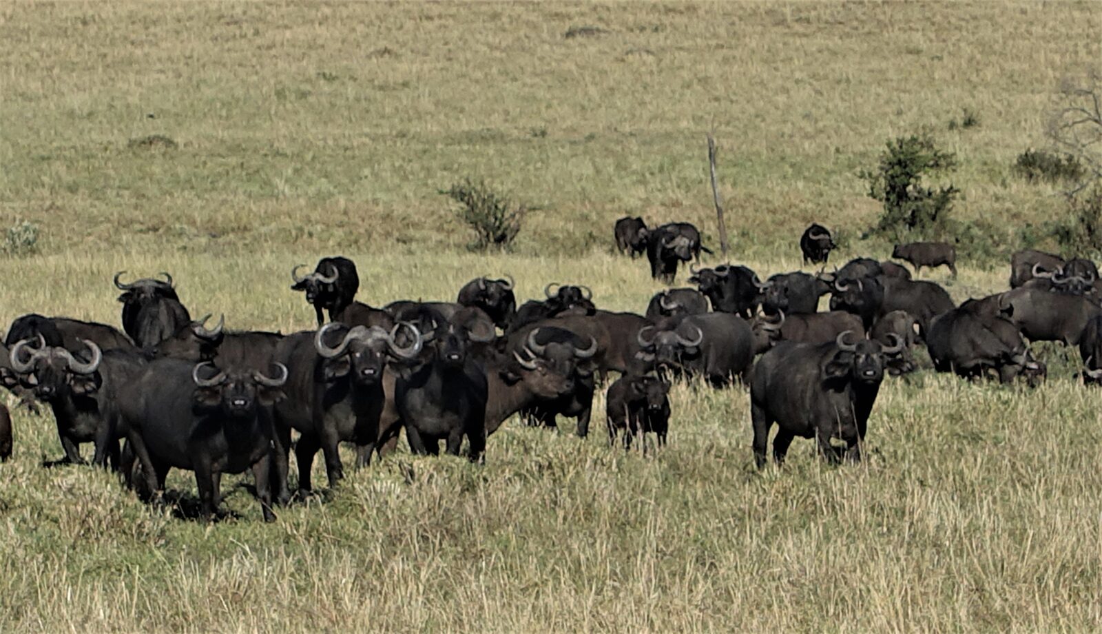 A herd of buffalo in the Maasai Mara