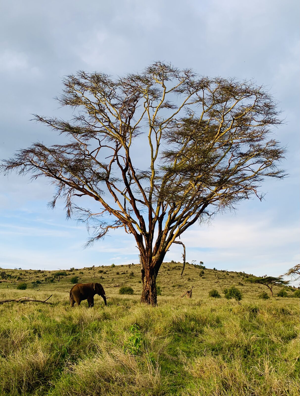 An elephant under a fever tree