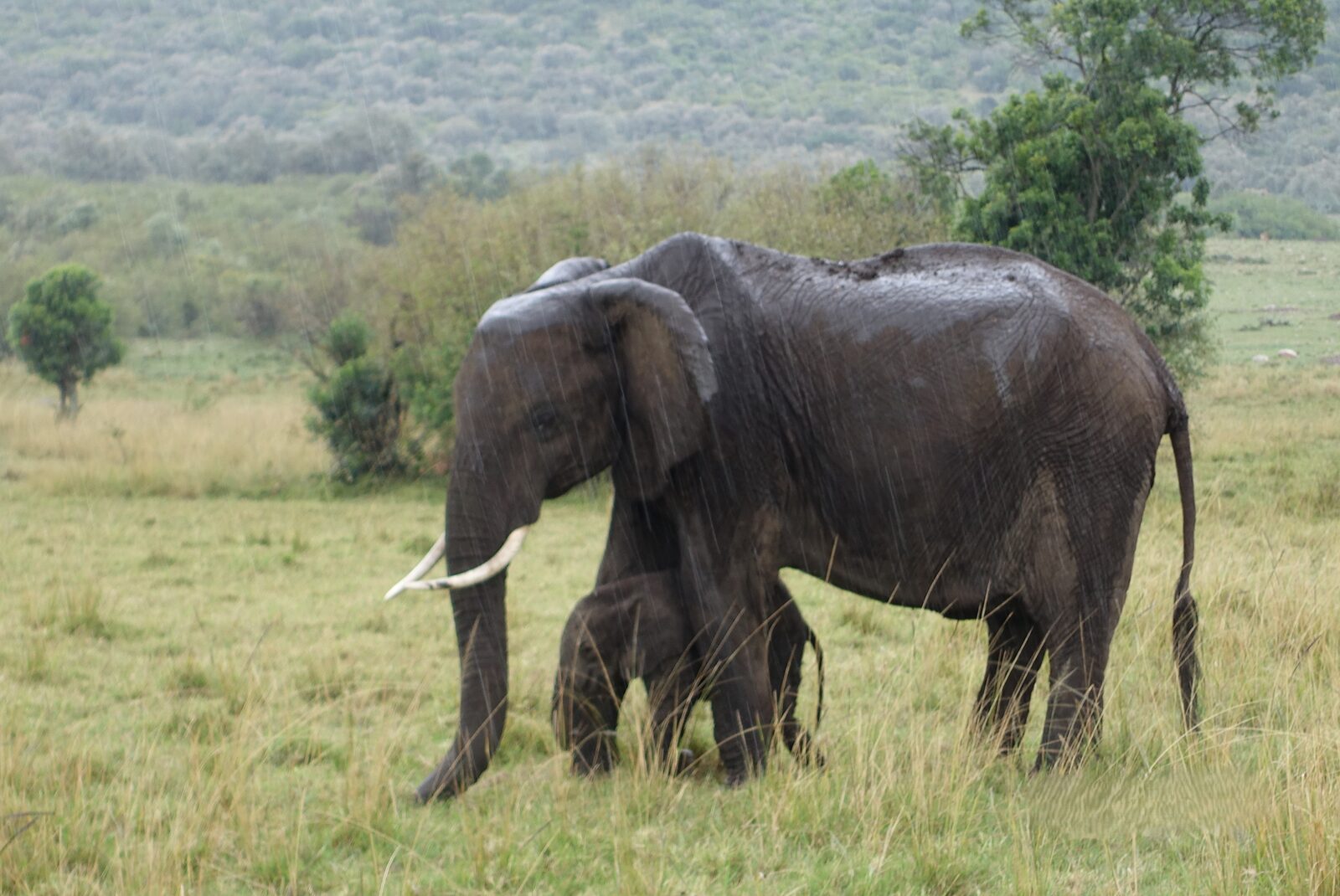 An elephant cow with her calf