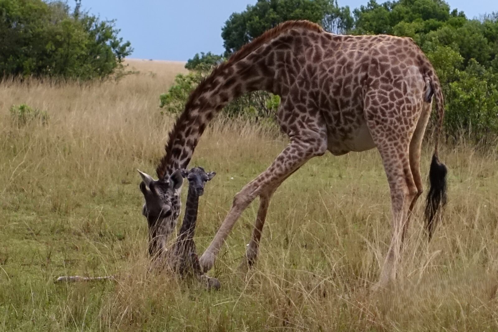 A newborn giraffe with its mother