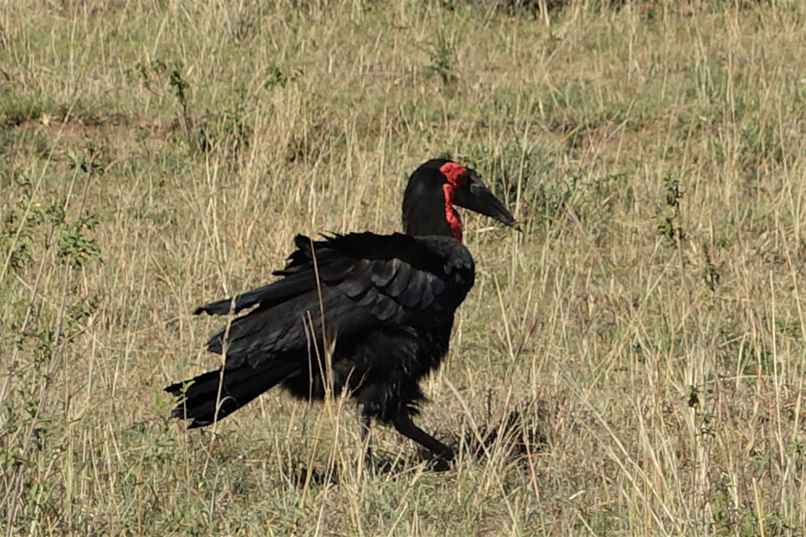 A southern ground hornbill in the grass