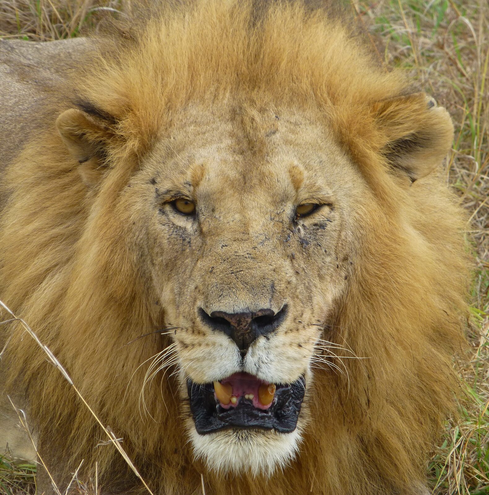 A lion in the Maasai Mara