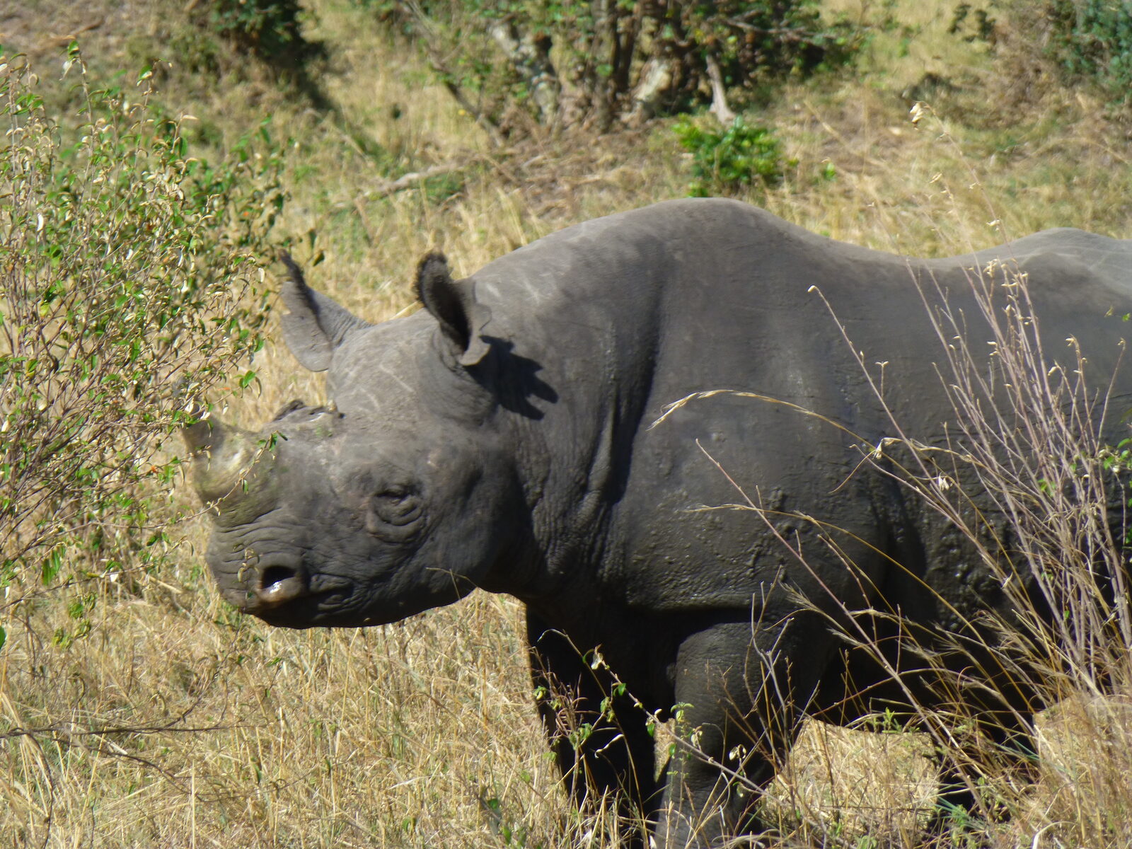 A black rhino in the Maasai Mara
