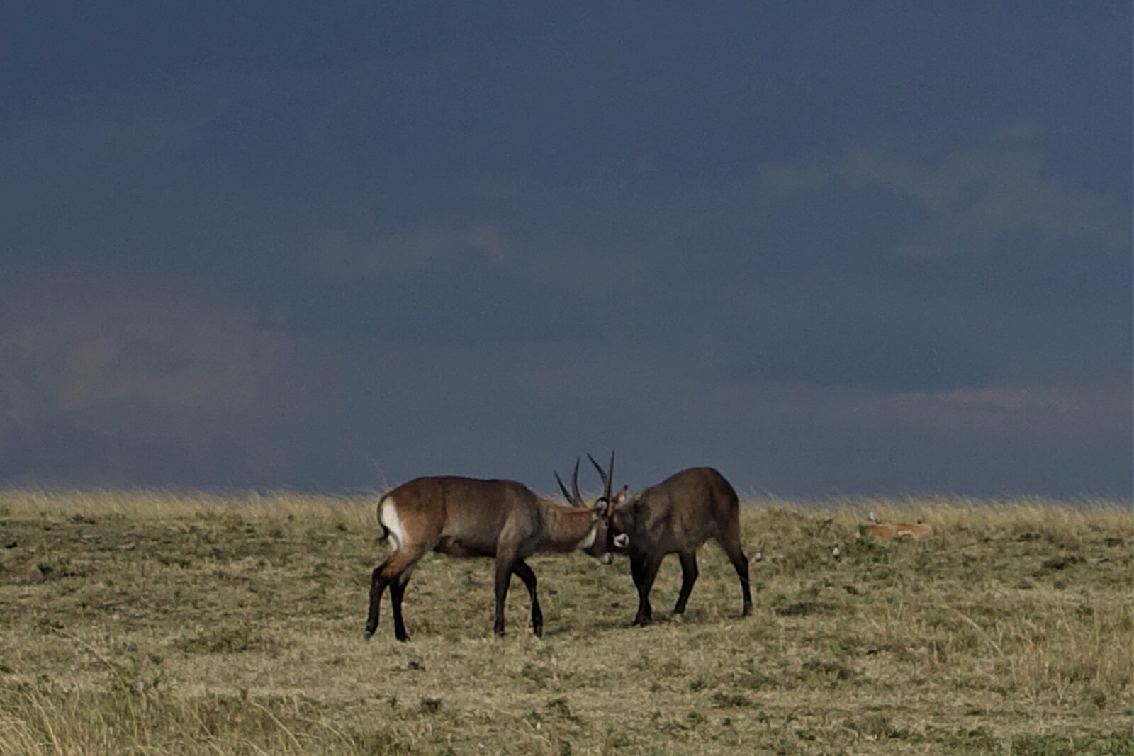 Two waterbucks testing their strength