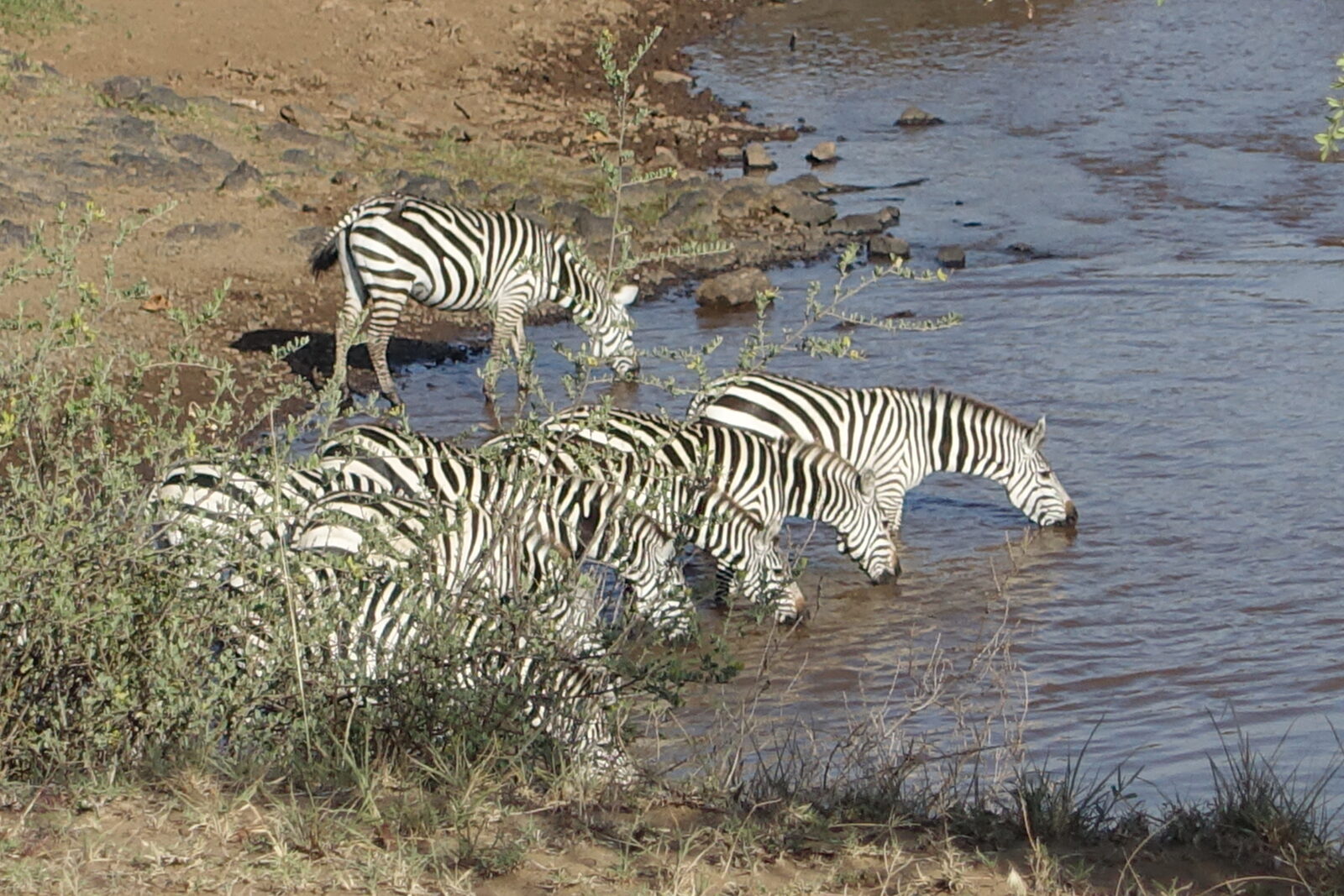 Zebras at a waterhole