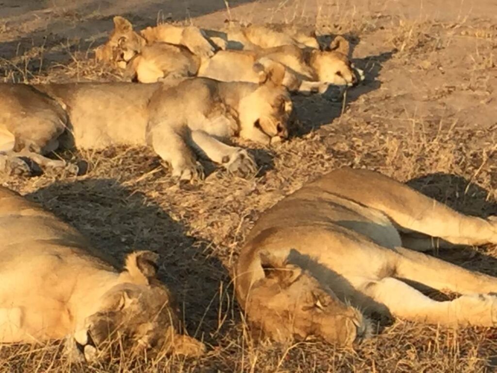 Sleeping lions (Maasai Mara)