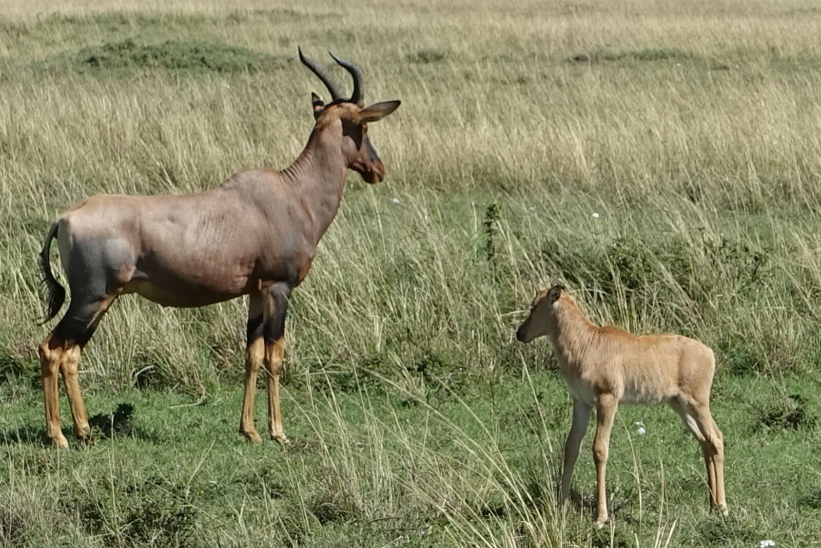 Topi-Antilope mit Kalb in der Savanne